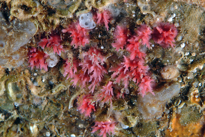 Foraminifero sessile: Miniacina miniacea